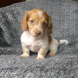 Jessie - Piebald female Dachshund puppy in Plant City, Florida from Oakley's Dachshund Ranch