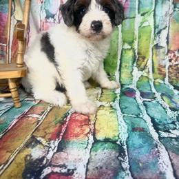 Briley - Merle female Bernedoodle puppy in Moulton, Iowa from Shondel Puppy Paws
