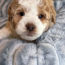 Crimson - Fawn and white male Sheepadoodle puppy in Roseburg, Oregon from Sharon’s Sheepadoodle’s
