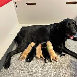 Labrador Retriever Puppies from Crout Kennels