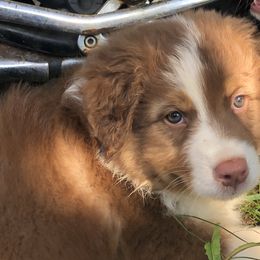 "Alfie" - Red tri-color Australian Shepherd puppy in Edgartown, Massachusetts from Black Pond Australian Shepherds
