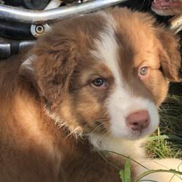 "Alfie" - Red tri-color Australian Shepherd puppy in Edgartown, Massachusetts from Black Pond Australian Shepherds