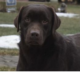 Remi - Labrador Retriever