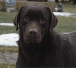 Remi - Labrador Retriever