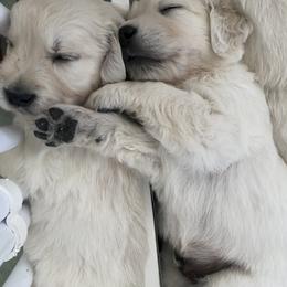 Golden Retriever Puppies from MC Goldens