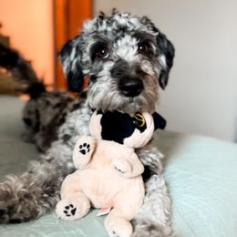 Ranger - Goldendoodle