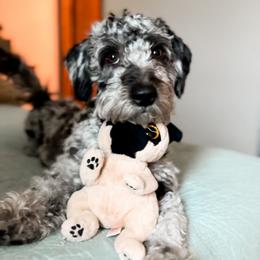 Ranger - Goldendoodle