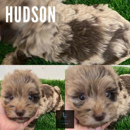 Hudson - Red merle male Aussiedoodle puppy in Knoxville, Tennessee from Legacy Farm