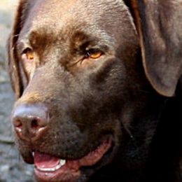 Labrador Retrievers from Tarrah Labradors, Reg’d.