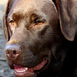 Labrador Retrievers from Tarrah Labradors, Reg’d.