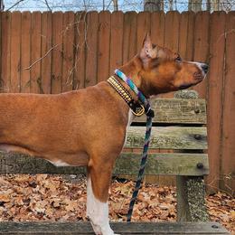 Harlow - American Staffordshire Terrier