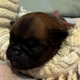Boy Puppy One - Red male Brussels Griffon puppy in Haymarket, Virginia from JOVAL Kennel