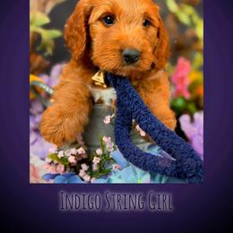 Bernedoodle, Goldendoodle, Golden Retriever, and Poodle Puppies from Red String Farmstead