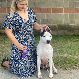 Thistle - American Staffordshire Terrier