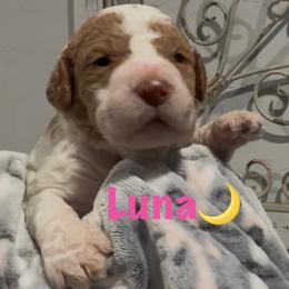 Luna - Apricot female Goldendoodle puppy in Orlando, Florida from Island Doodle Co. - Goldendoodles Raised with Love