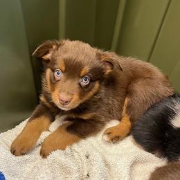 Olipop - Red tri male Miniature Australian Shepherd puppy in Lincoln, California from Country Dreams Mini Aussies