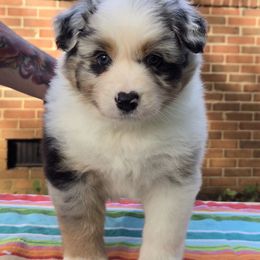 Hashbrown - Blue merle male Australian Shepherd puppy in Bumpass, Virginia from Glitterati Australian Shepherds