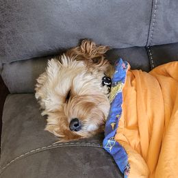 Cavapoos and Poodles from Huck's Adventures