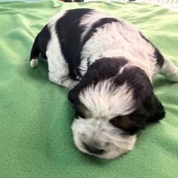 Cartania - Tri-Roan female English Springer Spaniel puppy in Aberdeen, Idaho from vom King-Charles