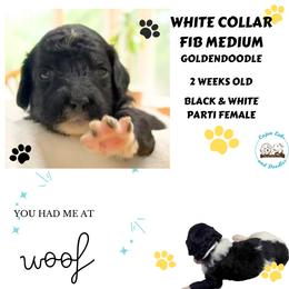 Panda: White Collar - Parti female Goldendoodle puppy in Raceland, Louisiana from Cajun Doodles