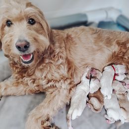 Goldendoodle Puppies from Ridgeview Doodles