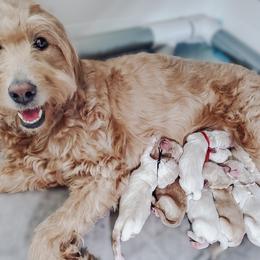 Goldendoodle Puppies from Ridgeview Doodles