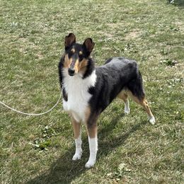 Collie puppies from Winterberry Collies