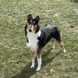 Collie puppies from Winterberry Collies