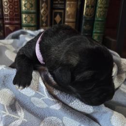 Girl 5- Lavender - Fawn female Anatolian Shepherd Dog puppy in La Grange, Georgia from Florida Anatolian Shepherds