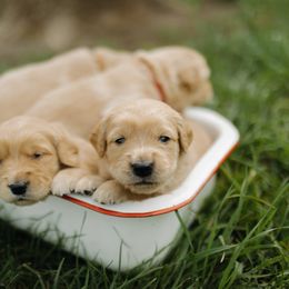 Goldendoodle and Golden Retriever Puppies from Front Porch Goldens