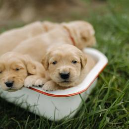 Goldendoodle and Golden Retriever Puppies from Front Porch Goldens