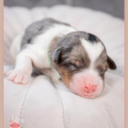Woody - Merle male Bernedoodle puppy in Connersville, Indiana from Deaz Doodle Ranch