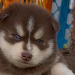 Cupid - Red and white male Pomsky puppy in Spring Hill, Florida from PDQ Pomskies