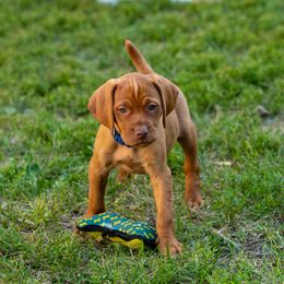 Vizsla Puppies from High Trail Connection