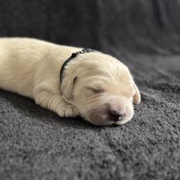 Boy 3 - Light golden male Golden Retriever puppy in Scio, Oregon from Stackhouse Family Farm