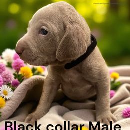 Black collar - Silver gray male Weimaraner puppy in New London County, Connecticut from Meadow Ridge Weims and Danes