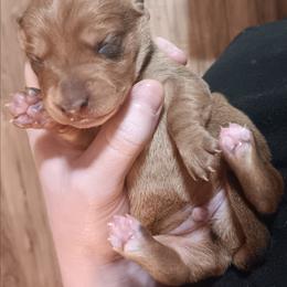 CKC red boy - Red male Dachshund puppy in Springdale, Washington from TNT MINI DACHSHUNDS