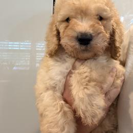 Jack - Apricot male Goldendoodle puppy in Macclenny, Florida from Baker County Goldendoodles