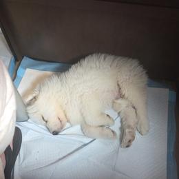 Great Pyrenees Puppies from Outlaw Acres Farm & Kennels