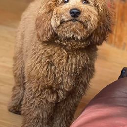 Goldendoodle All Grown Up from My Darlin Doodles