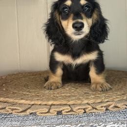 Willow - Black and cream female Dachshund puppy in Ava, Missouri from Beaver Creek Kennels