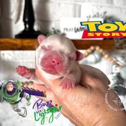 Buzz Lightyear  ( Fluffy) - Cream male French Bulldog puppy in Salem, Oregon from Toy House Frenchies