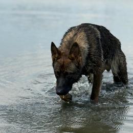 Jager - German Shepherd