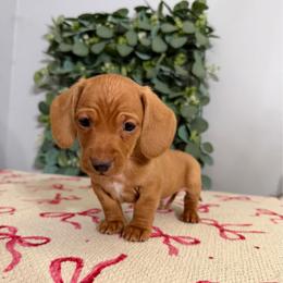 Gaston - Red male Dachshund puppy in Mountain Home, Arkansas from Wood's miniature Dachshunds