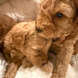 Jessie - Red  female Poodle puppy in Wilmington, Delaware from Imperial Poodles LLC