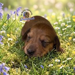 AFDs Benelli - Red male Dachshund puppy in Waverly, Ohio from Always Faithful Dachshunds