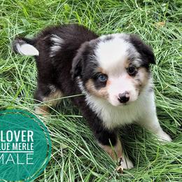 Clover - Blue merle male Miniature Australian Shepherd puppy in Kettle Falls, Washington from Ellie's Miniature Australian Shepherds