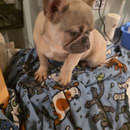 William - Fawn male French Bulldog puppy in Manchester, Iowa from Stogdill's Baby Bullies