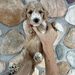 Remi - Light Pink - Red  female Goldendoodle puppy in Kent City, Michigan from Hannah Mae Doodles