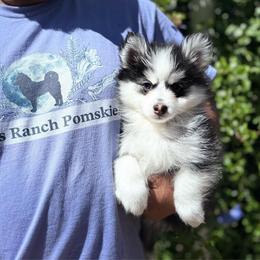 Aries - Black and white female Pomsky puppy in Homeland, California from Lara's Ranch Pomskies